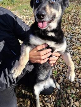 Kira sucht ein Zuhause - Egestorf