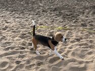 Beagle 8 Monate abzugeben - Donaueschingen