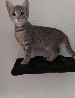Bengalkitten Mischling - Mengen