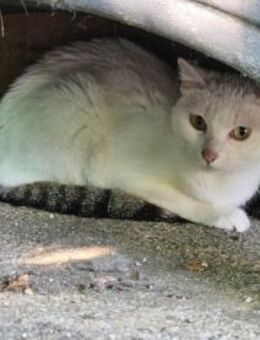 Hübsche Nova möchte zu Dir - Aichwald