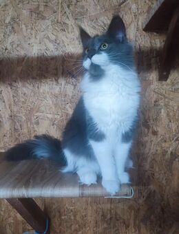 mainecoon - Tauberbischofsheim