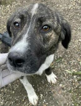 Ruhige liebe Fiona sucht ihre Menschen - Mannheim