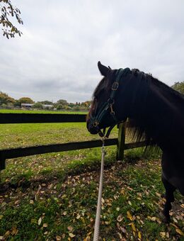 Quarab Wallach sucht neues Zuhause - Essen