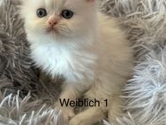 Perserkitten - Leonberg (Baden-Württemberg)
