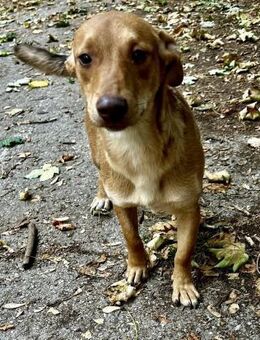 Fröhliche kleine verspielte JILL ♥️ - München