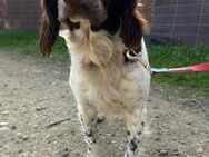 Springer Spaniel DUENDE sucht zuhause# - Essen