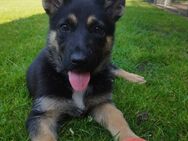 Deutsche Schäferhund Welpen - Waltrop