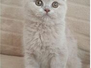 Britisch kurzhaar Kitten Fawn/Lilac - Blaufelden