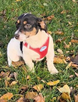 Aufgeweckte Nala - Tholey