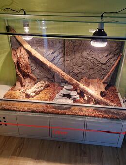 Kornnatter + Terrarium - Viersen