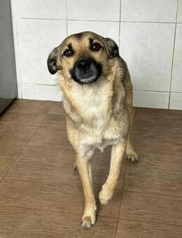 Tilly von kettenlos - Bollingstedt