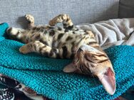 Bengal Kitten Abgabebereit - Schwepnitz