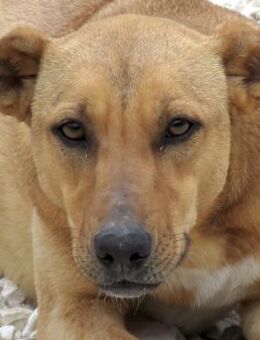 Siri -ist sehr unterwürfig- - Oldenburg