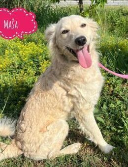Masa - die wundervolle - Flörsheim-Dalsheim
