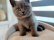 BKH Britisch Kurzhaar Kitten blue - Büdingen