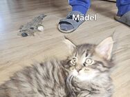 Süße Maine Coon Kitten abzugeben - Solingen (Klingenstadt)