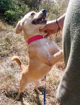 SEPPI Fiffikus mit ganz viel Charme - Overath