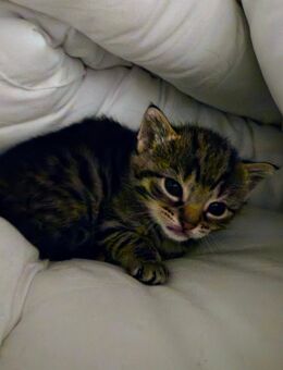 Katzenbaby weiblich zu vermitteln - Leinach
