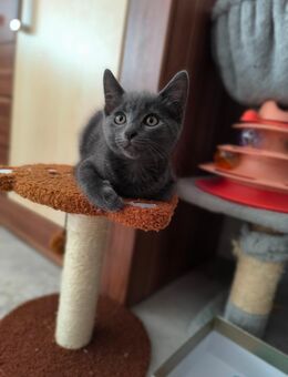 Katze Britische Kurzhaar - Neckarsulm