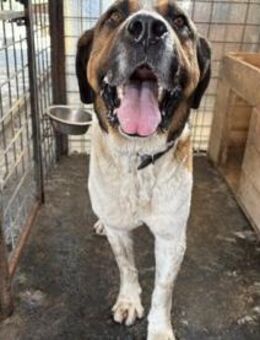 Kraftpaket Bean sucht sein Gegenstück - München