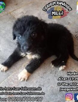 MILLI - die will i :-) - Waakirchen