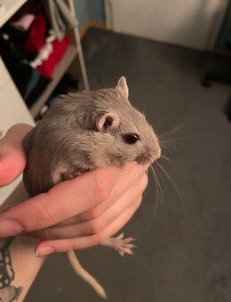 Männliche Rennmaus sucht ein neues Zuhause – er ist einsam 🐭💔 - Magdeburg