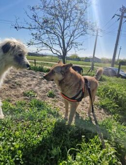Snoopy; kleiner Kämpfer - Geilenkirchen
