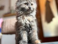 Maine Coon Kitten - Niederhosenbach