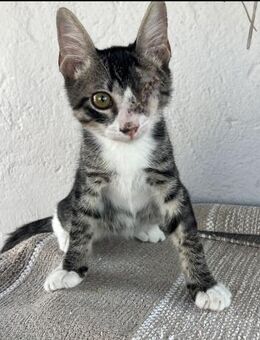 Jeronimo aus dem Tierschutz - Grevenbroich