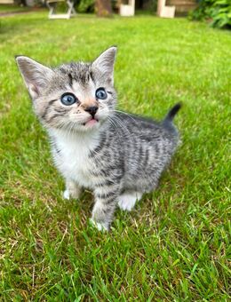 BKH Kitten suchen ein liebevolles Zuhause - Haren (Ems)
