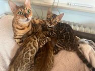 Wunderschöne typvolle Bengalkitten tricolor - Lörrach