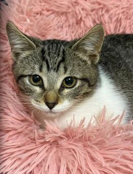 Edda - Katzenbaby sucht Wohlfühloase - Bad Camberg