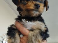 Yorkshire terrier welpen - Borgentreich (Orgelstadt)