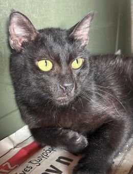 Blacky aus dem Tierschutz - Grevenbroich