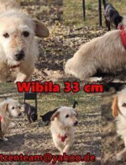 Wibila ist eher der gechillte Typ Hund - Schafflund