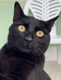 Bonnie sucht dringend ein Zuhause - Lenzen (Elbe) Zentrum