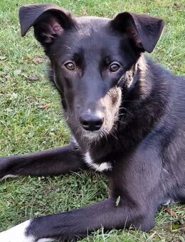 Junge Elly sucht eine Familie! - Althütte