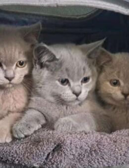 BKH Kitten lilac grau - Liebschützberg
