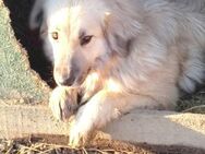 BAMBI - & viele Andere warten noch !.... - Kempen
