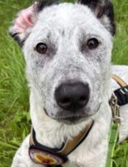 Heller Stern Serafina - München