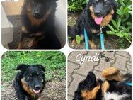 Cyndi kroatischer Schäferhund Mischling - Margetshöchheim