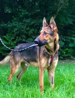 Sporty Toller Traumhund - Obertshausen