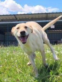 Sportlicher Retriever Mischling - Schlitz