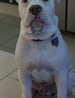 Old English Bulldog OEB/ Alternativ Bulldog - Völpke