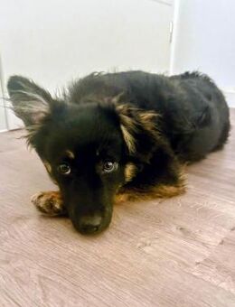 Jefferson wartet auf PS in HH! - Rosengarten (Niedersachsen)