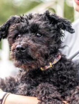 Momo, sanfte Herzensbrecherin, ca. 8 Jah - Vaterstetten