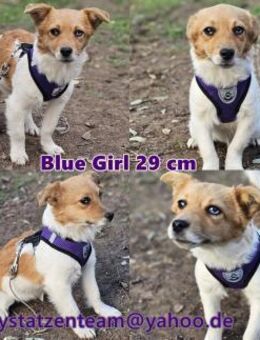 Blue Girl hat Welpen typisch viel Power - Schafflund