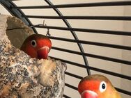 Süße Pfirsischköpfchen suchen neues Zuhause - Annaberg-Buchholz