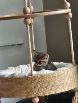 Hübsche BKH KITTEN - Mering
