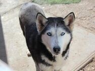 EIKA-PP, hübsche Husky-Dame sucht Zuhaus - Neustadt (Rübenberge)